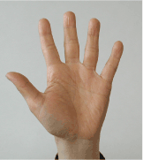 「小指の形状が進化している、人類の道具使いの証拠」